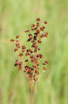 Grassleaf rush